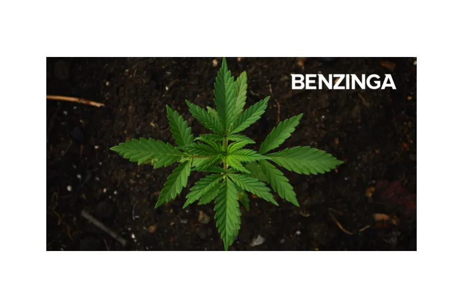 Texas Original Compassionate Cultivation Opens Pick-Up Cannabis Location in El Paso, Texas