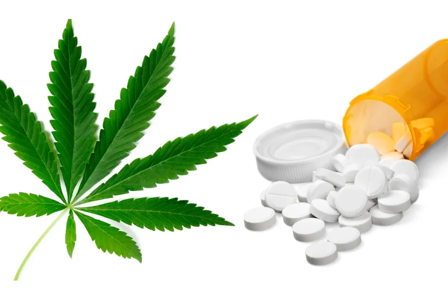 Can Medical Cannabis Help Combat the Opioid Crisis?