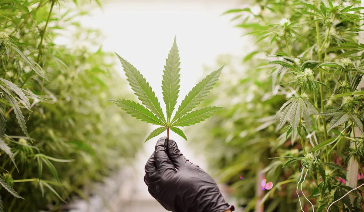 Texas Original RSO product made from the Texas OG cannabis strain