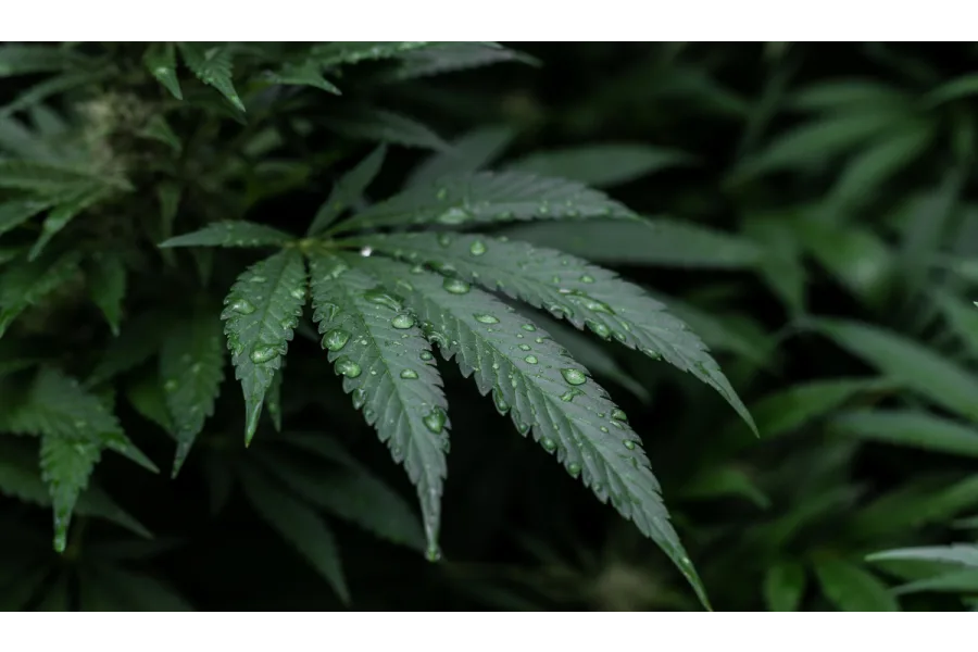 What is CBG? What You Need to Know