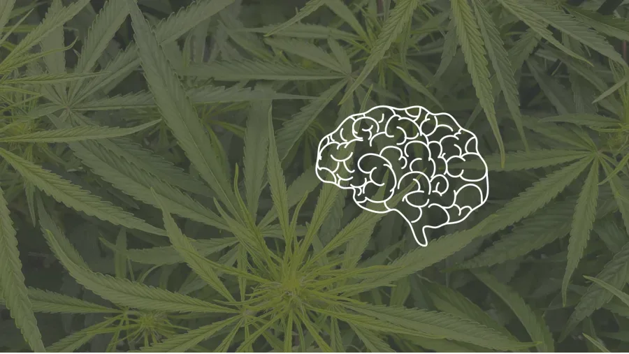 Medical Marijuana for Cerebral Palsy