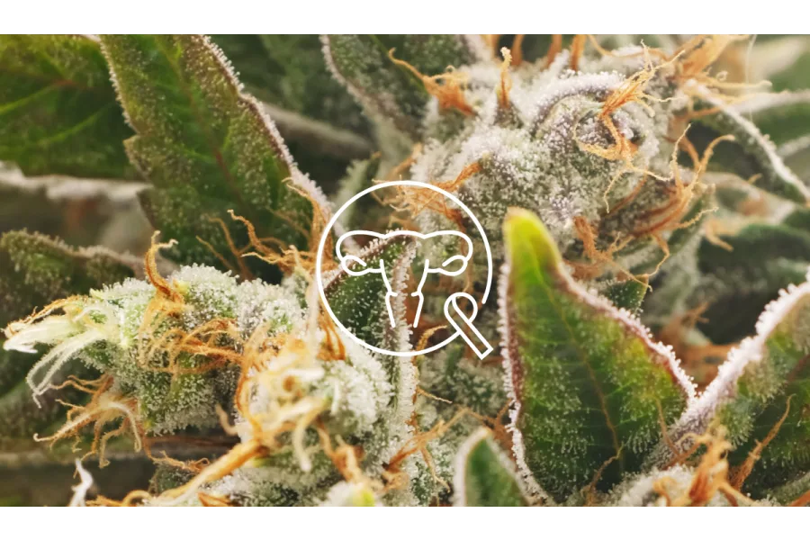 Cervical Cancer and Medical Marijuana