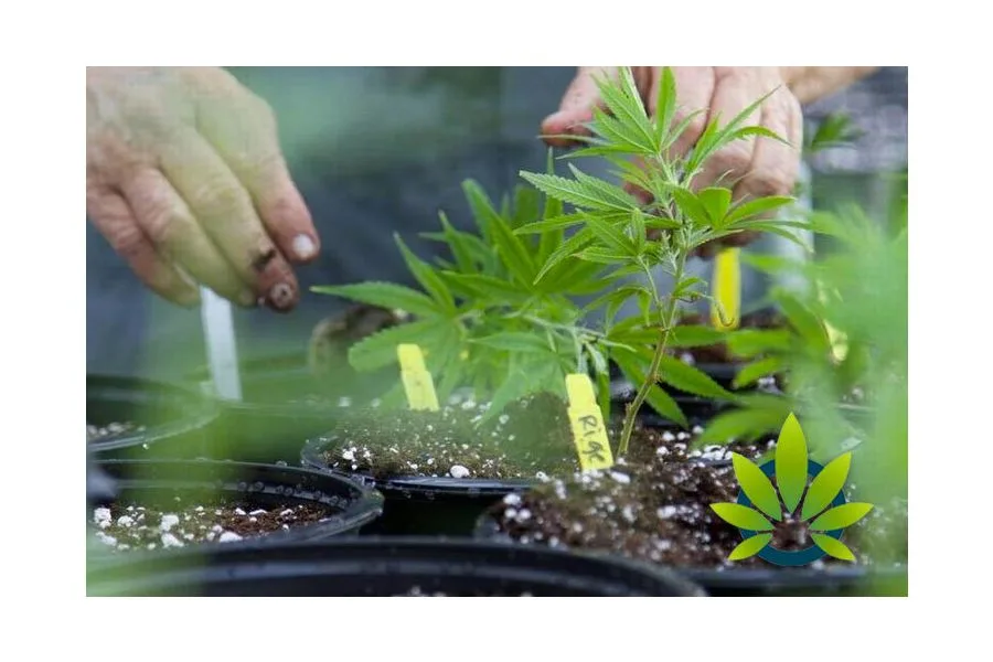 Texas Medical Cannabis Company Compassionate Cultivation and Its In-House Breeding Program