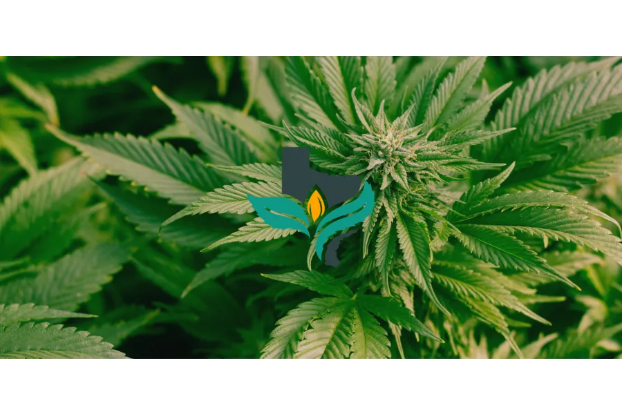 Texas still falling behind in access to medical marijuana