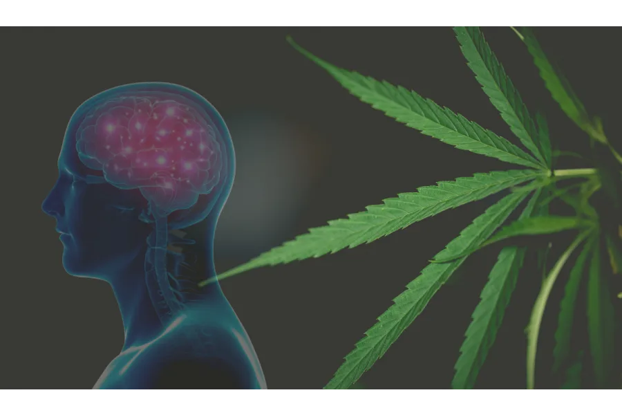 Traumatic Brain Injury and Medical Marijuana