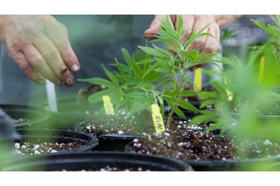 Anxious, in pain, can’t sleep? Medical marijuana may help. Here’s how to get a prescription in Texas.