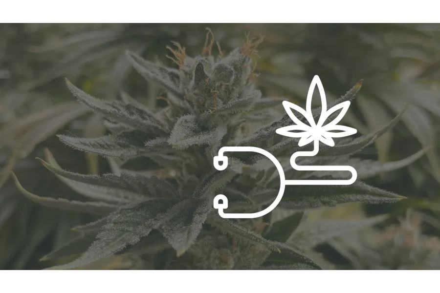PTSD and Medical Marijuana