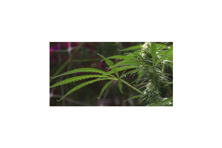 Can Texas combat the opioid crisis with expanded medical marijuana use?
