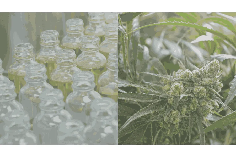 What are Terpenes? Everything You Need to Know