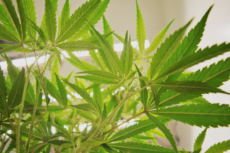 Bill to expand medical marijuana criteria moving forward in Texas Legislature
