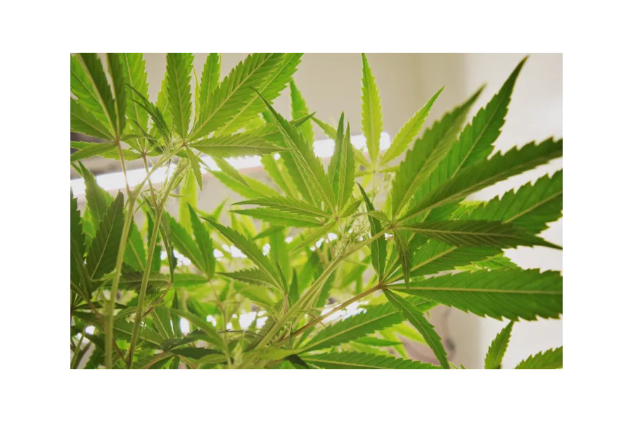 Everything You Need to Know About Medical Cannabis in Texas