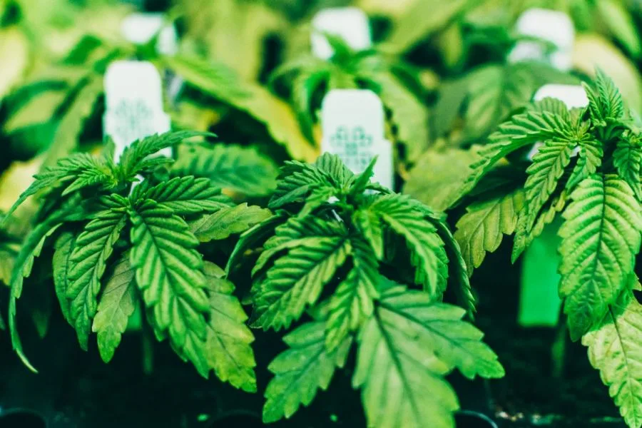 Multiple Sclerosis and Cannabis: What the Science Says About Cannabis, Spasticity and Pain