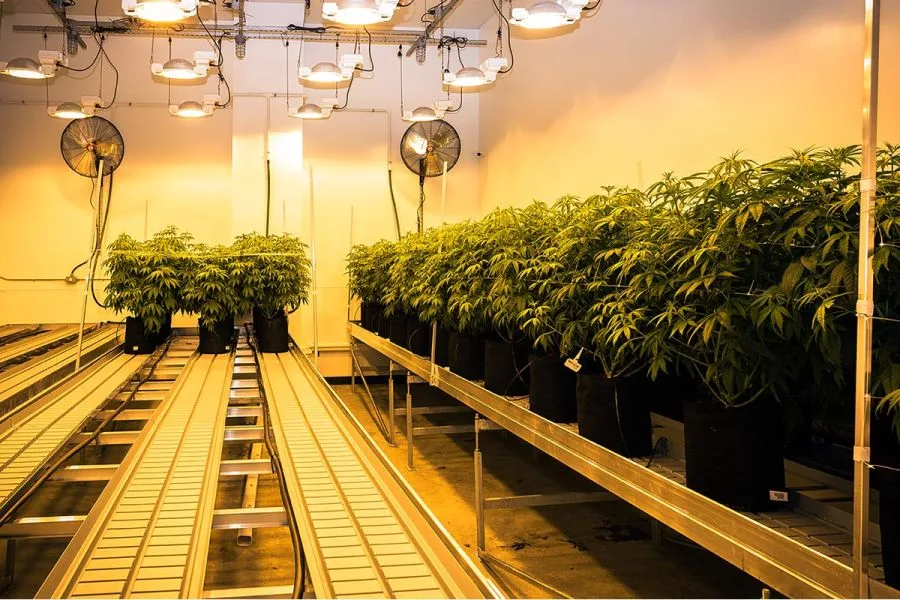 How Compassionate Cultivation Grows High-Quality Medical Cannabis