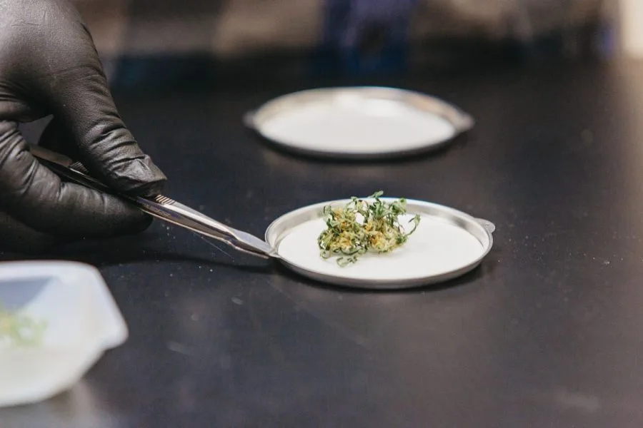 Microbials: What Patients Need to Know about Cannabis Lab Testing and CBD Medicine