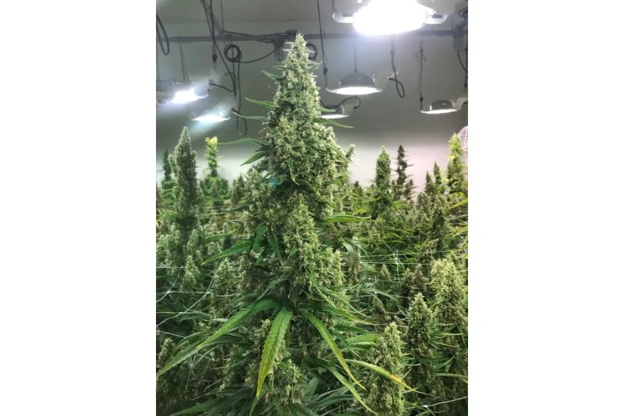 Meet Brazos: A Closer Look at a New Cannabis Cultivar Designed with Texas Patients in Mind