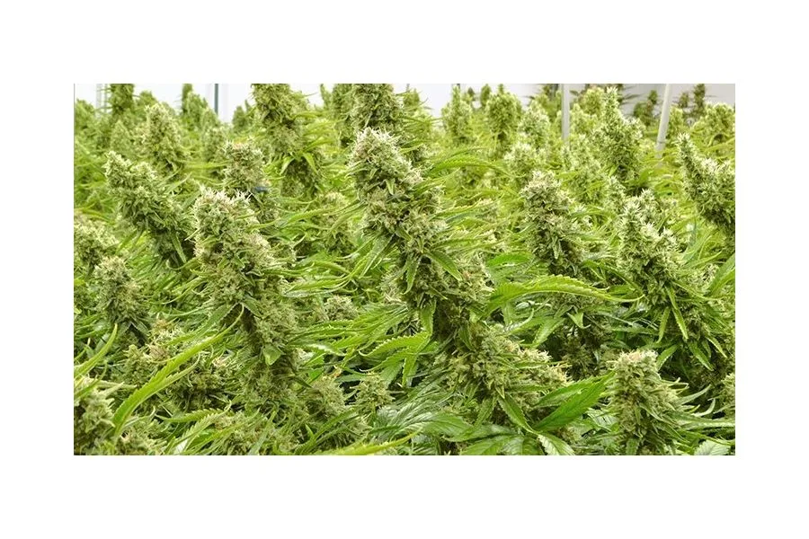 How Compassionate Cultivation Differentiates Itself in Texas With In-House Breeding Program