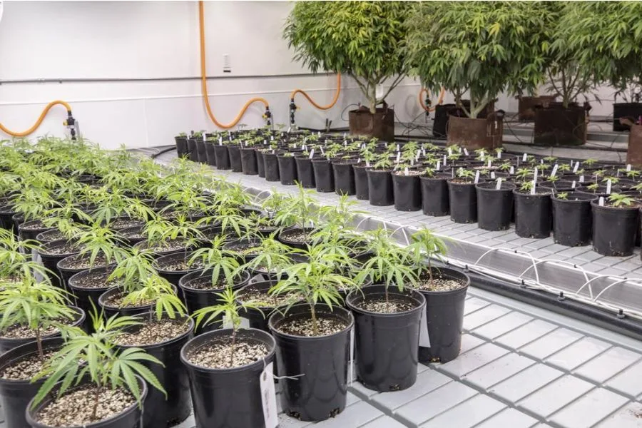 How Texas’ new cannabis law is boosting business — slowly but surely — at one Austin company