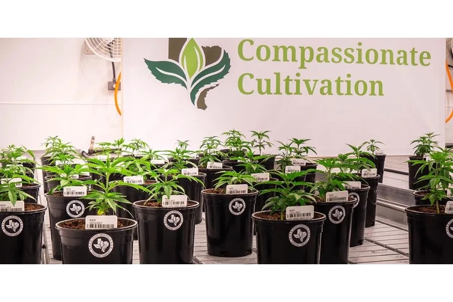 Real Talk: Known Risks and Benefits of CBD Compared to Traditional Epilepsy Treatments