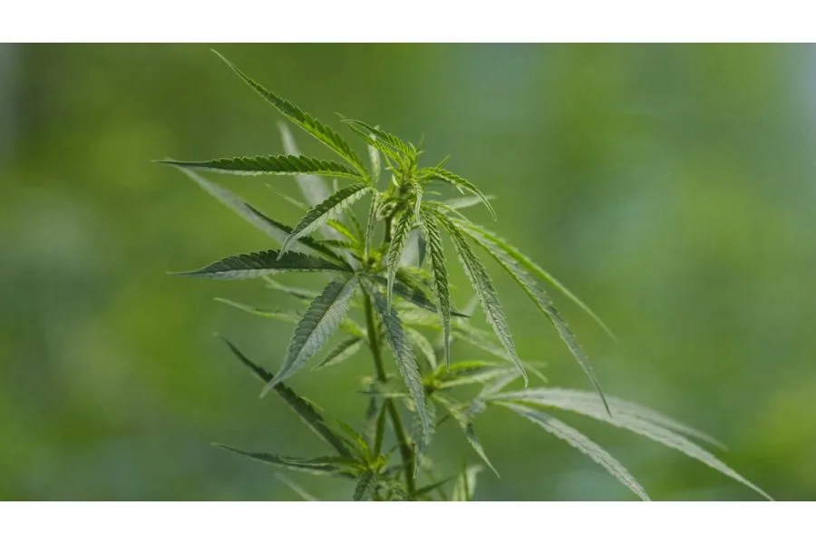Medicinal cannabis company Texas Original opens first permanent Houston pickup location