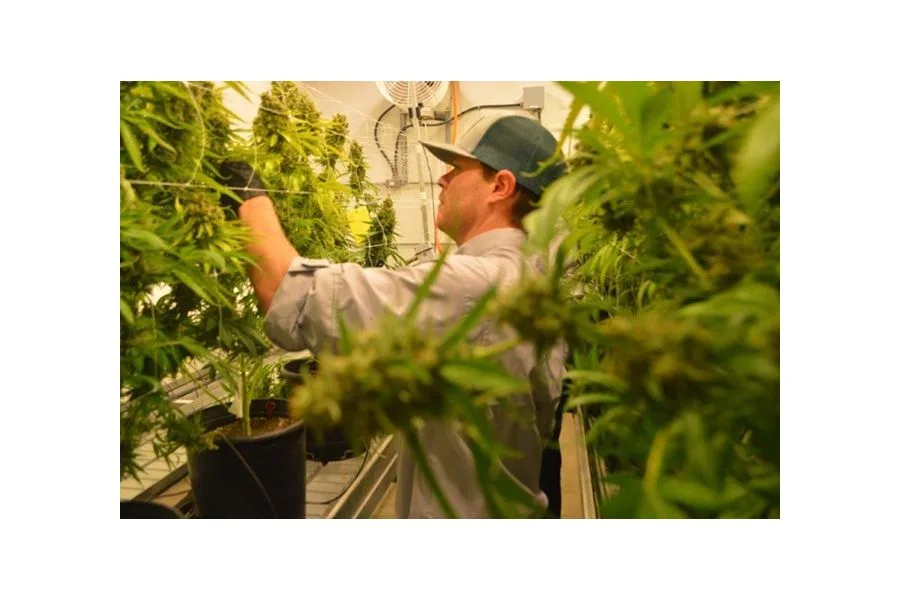 One of Texas’ three medical cannabis suppliers puts San Antonio on ‘short list’ for dispensary