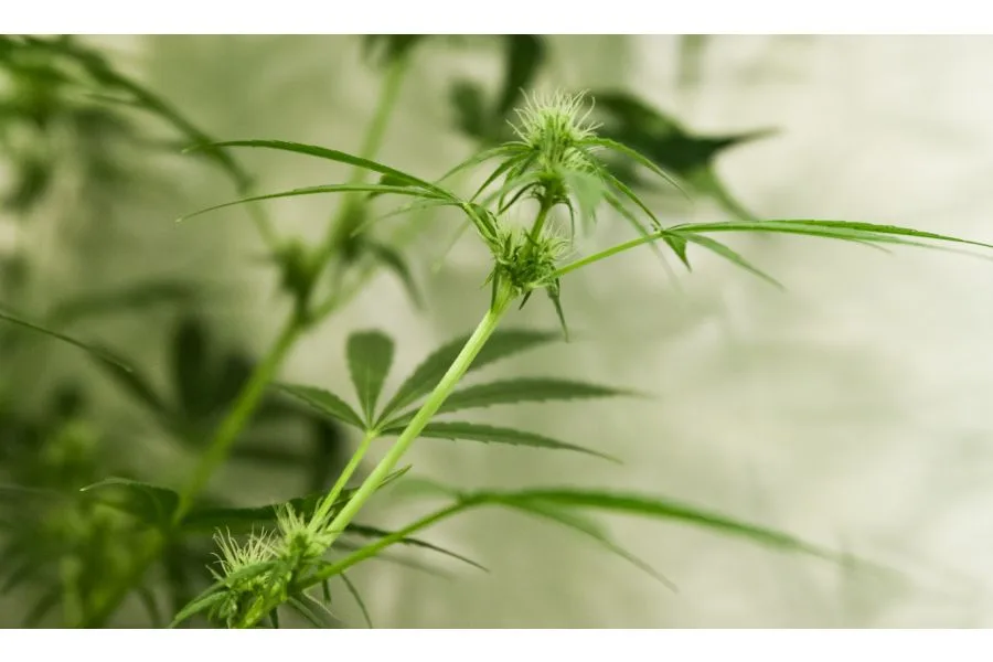 Why Terpenes Matter When You’re Breeding Medical Cannabis
