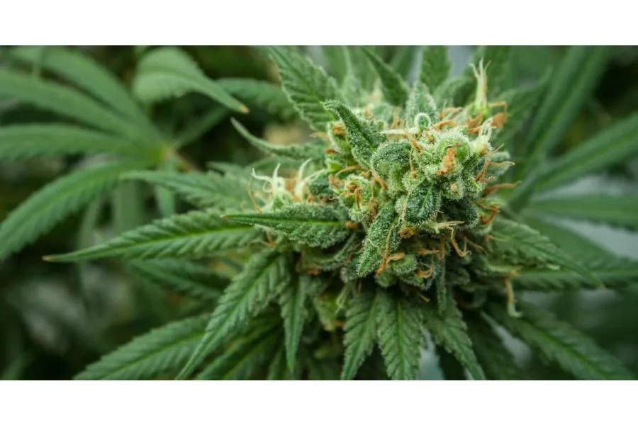 Texas Original Compassionate Cultivation Opens Pick-Up Location in Lubbock, TX