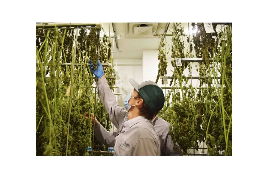 Opening of Houston medical cannabis dispensary means San Antonio may be next in line