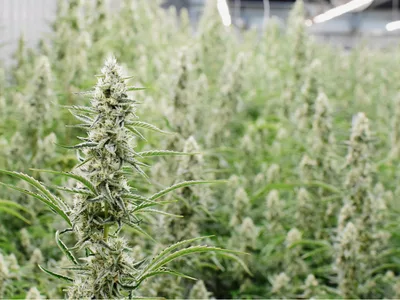 Medical cannabis in Texas